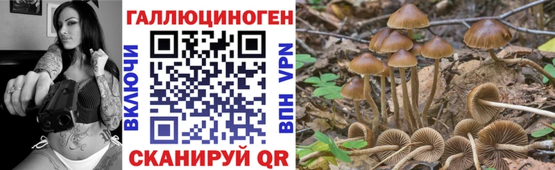 Галлюциногенные грибы Psilocybe  Димитровград 